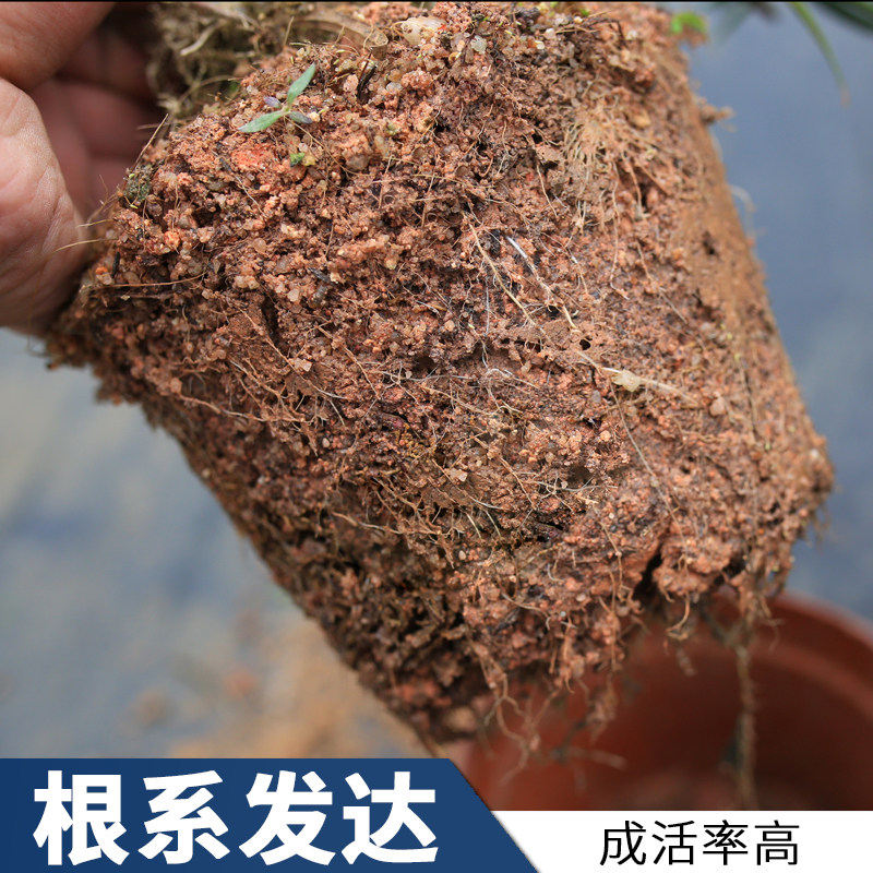罗汉松雀舌老桩树苗悬崖临水造型庭院盆栽绿植四季常青好养办公室