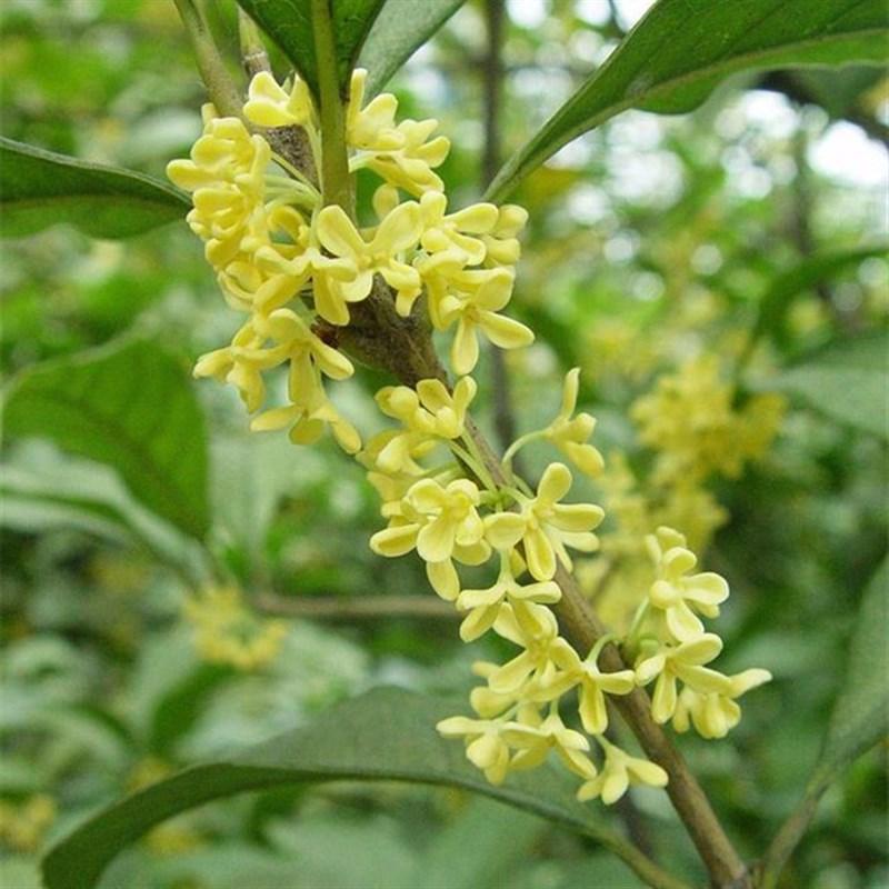 【一物一拍】桂花树苗金桂丹桂流苏嫁接庭院盆栽树形花树