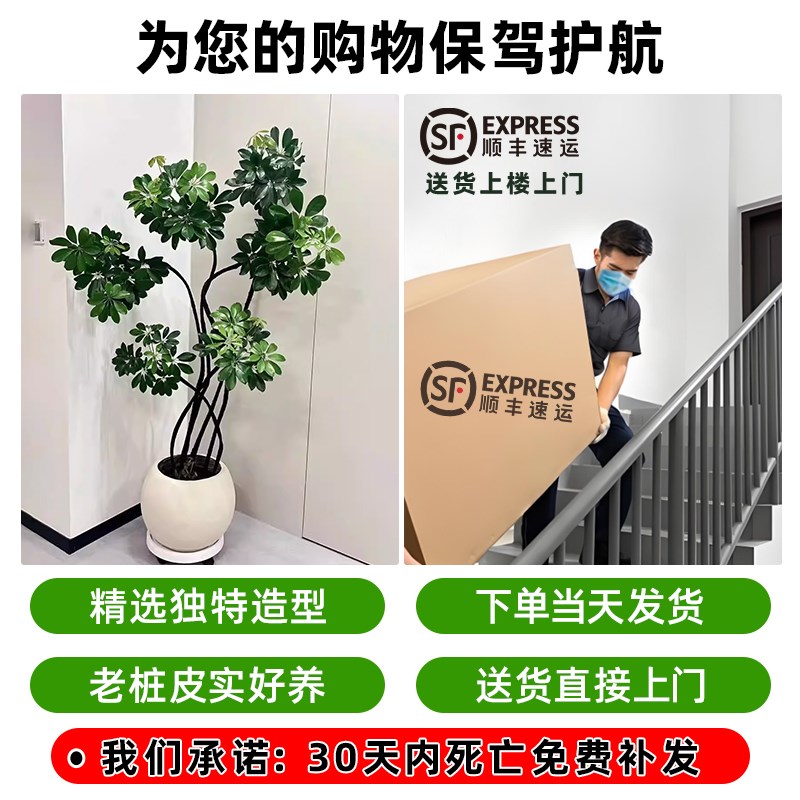 造型鸭脚木客厅大盆栽鸭掌木鹅掌柴室内绿植大型四季常青真花植物