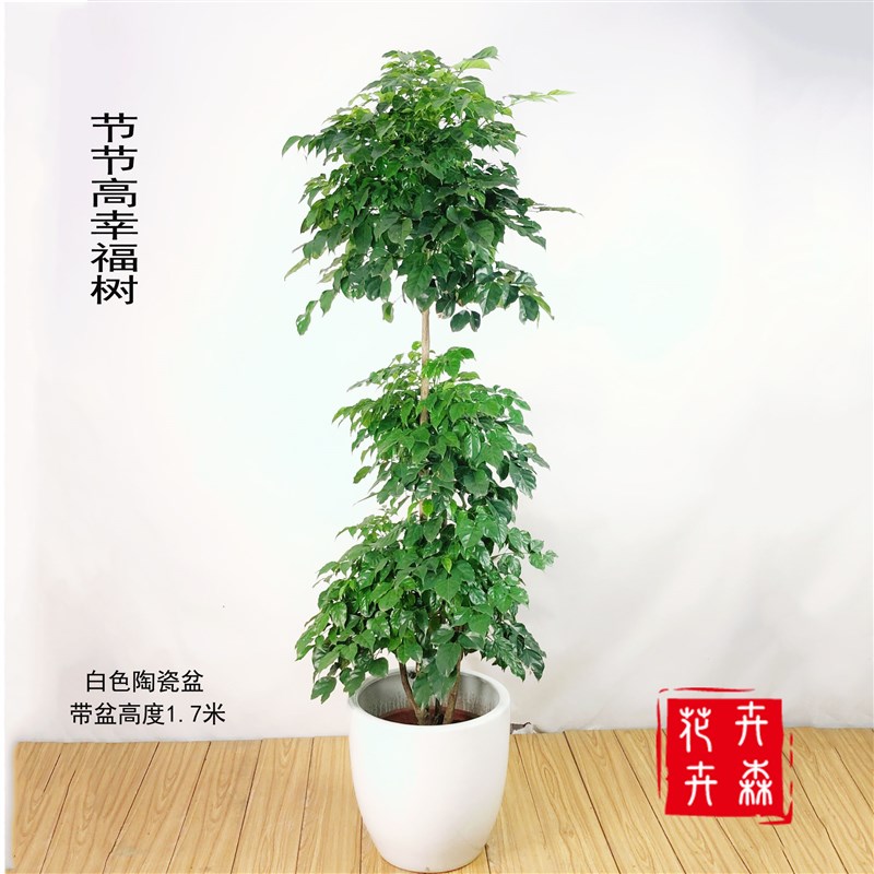 成都节节高幸福树办公室冬季好养耐寒盆栽大绿植居家送礼盆景卉森