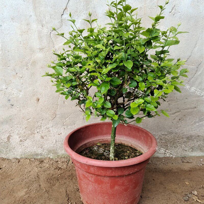 精品大号单瓣笔尖茉莉花盆栽老桩独杆巨型茉莉香味浓郁