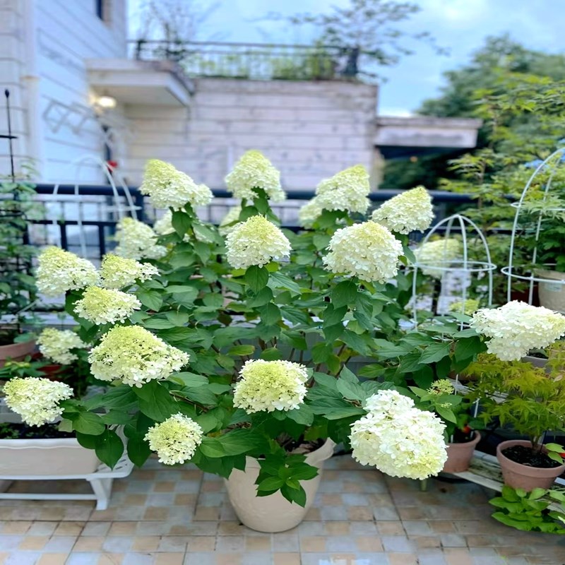 庭院别墅独杆圆锥绣球石灰灯木绣球香香草莓花园活力青柠盆栽植物