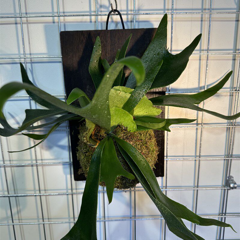 香槟木鹿角蕨挂板定植板二歧挂墙绿植室内客厅垂吊悬挂蕨类植物