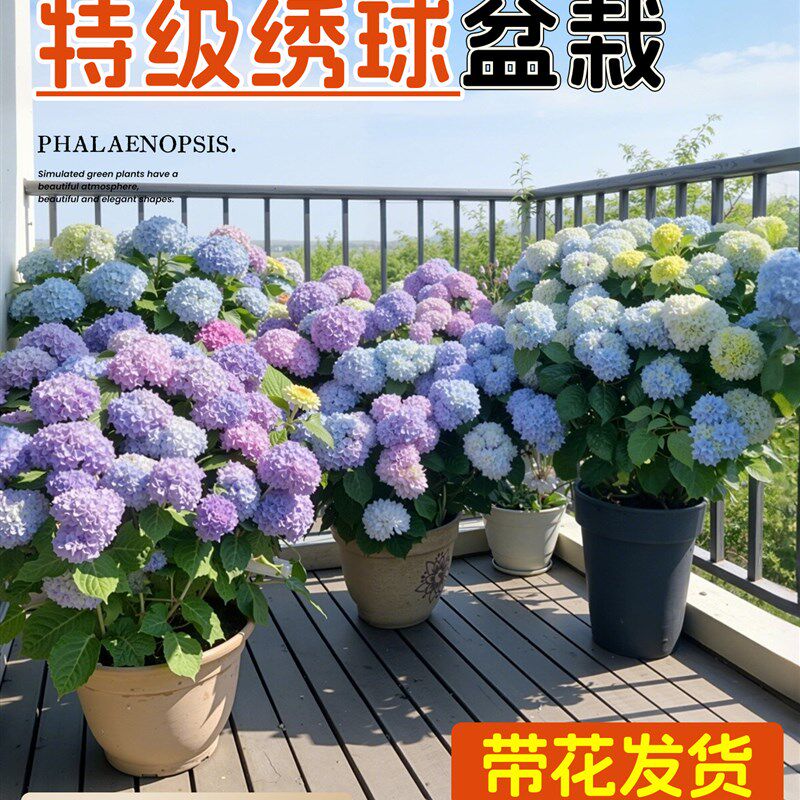绣球花盆栽带花苞无尽夏花苗花卉四季鲜花阳台庭院室内绿植物开花