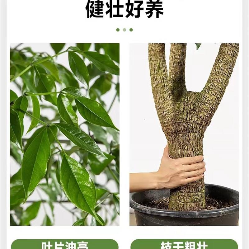 幌伞枫幸福树盆栽客厅办公室大型绿植新房乔迁送礼好养易活富贵树
