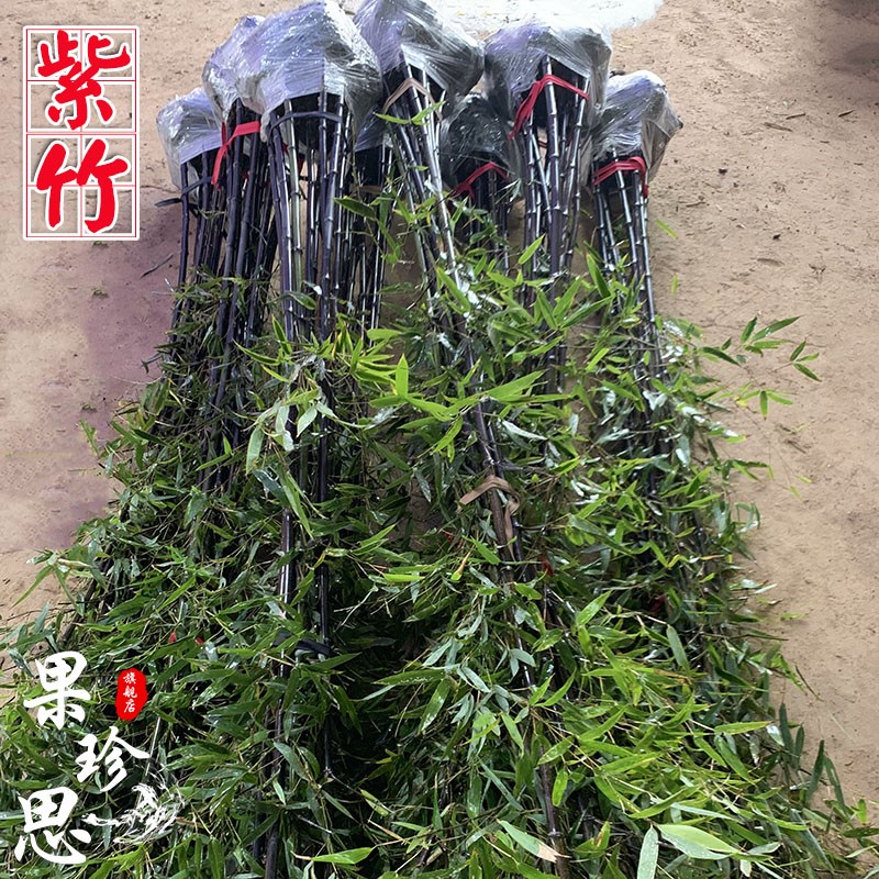 四季常青名贵紫竹苗竹子苗庭院户外耐寒竹苗景观竹黑杆竹观赏竹子