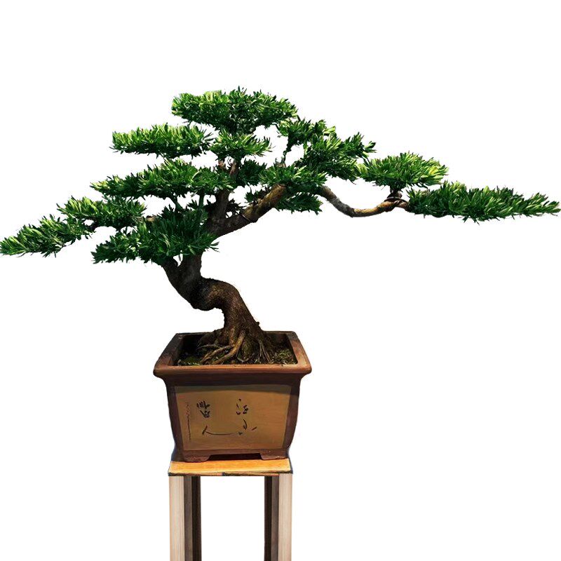 高端罗汉松盆景真树海岛菊花心台湾金钻迎客松造型老桩大型庭院