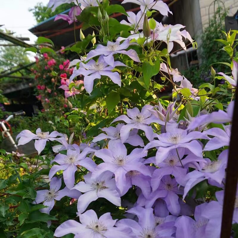铁线莲爬藤植物庭院耐寒花卉约瑟芬阳台四季攀援盆栽新幻爬墙开花