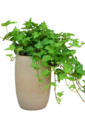 常春藤盆栽万年青植物常青藤青叶吊兰常绿叶一帆风顺白掌室内绿植
