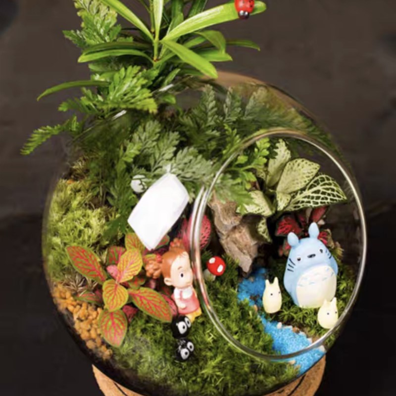 DIY活动苔藓微景观生态瓶蕨类绿植 迷你植物办公桌成品教师节礼物