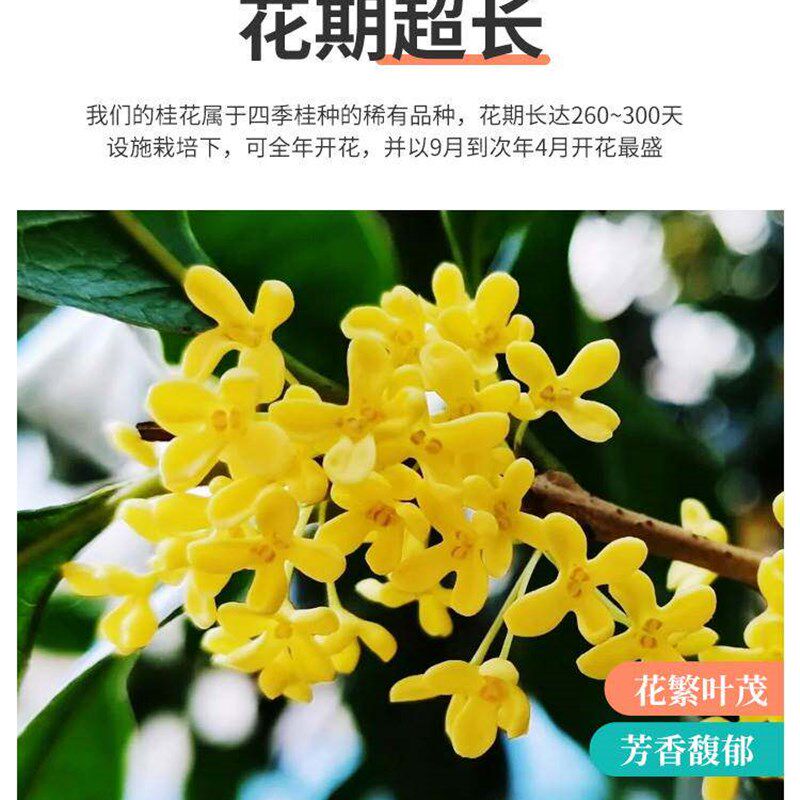 北方耐寒桂花树苗大树金桂花庭院绿化植物四季别墅景观树盆栽室外
