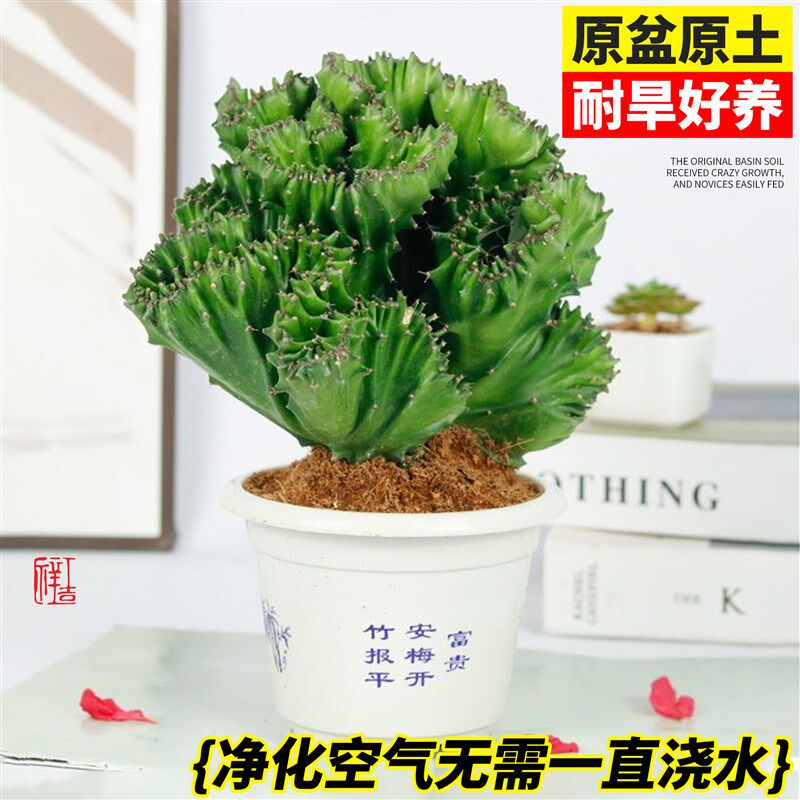 玉麒麟盆栽带根麒麟植物多肉大颗好养室内盆栽彩麒麟龙骨稀有品种