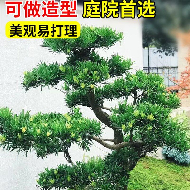 罗汉松树苗盆景小叶雀舌室外庭院地栽盆栽大树造型树桩名贵绿化苗
