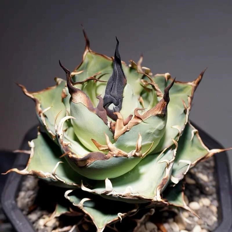 黑帝斯龙舌兰Agave Titanota Hades仁王冠沙生植物好养绿植盆栽