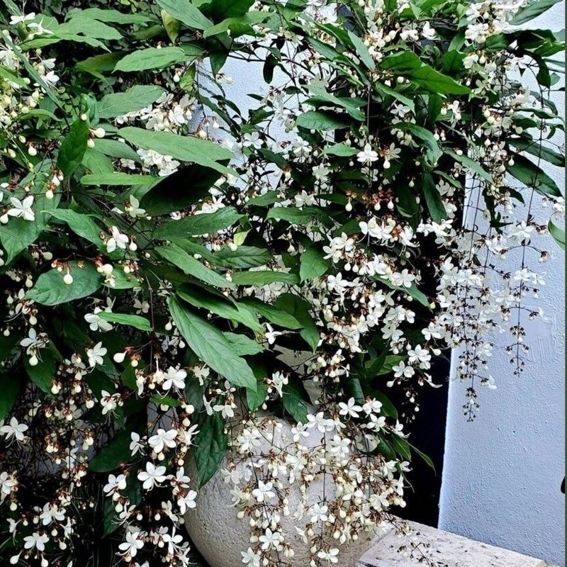 泰国垂丝茉莉盆栽 垂丝茉莉老桩 花卉室内盆栽实物一物一拍秋冬