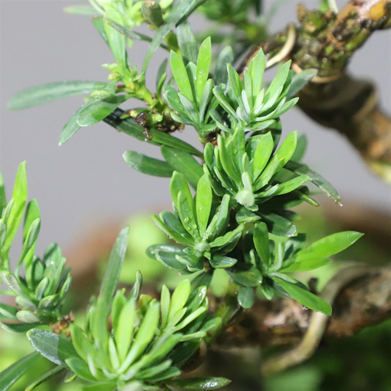 小叶罗汉松盆栽 四季常青菊花芯小老桩 南通原生雀舌中小型绿植书