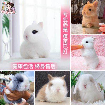 侏儒兔活体迷你小型长不大海棠凤眼茶杯猫猫兔垂耳兔子宠物兔活物