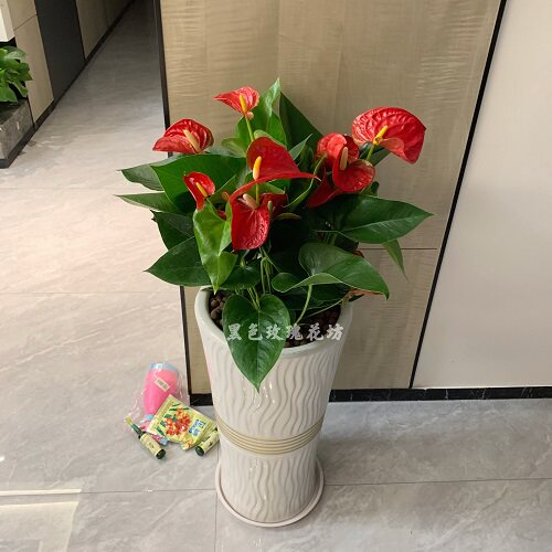 红掌盆栽 白掌粉掌植物室内花卉 观花植物 净化空气  吸甲醇