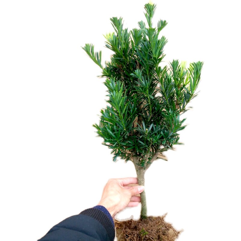 罗汉松盆栽品种菊花芽球形矮桩小叶树桩绿植树苗绿化阳台庭院盆景