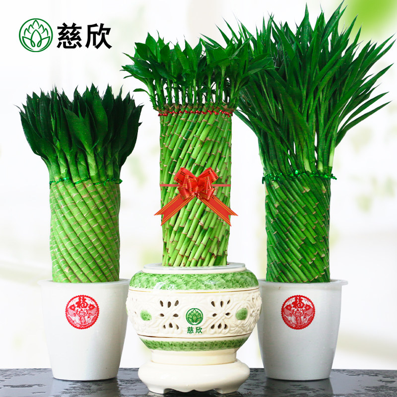 编织富贵竹水培植物花卉水养发财转运竹客厅室内带根盆栽大型绿植