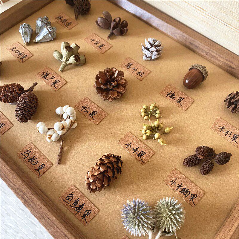 标本类立体装饰画松果植物干花干果森系相框墙ins面桌面手工diy