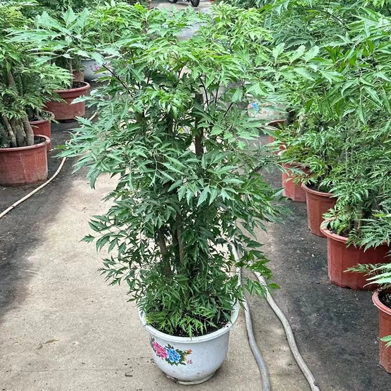 福禄桐盆栽大型老桩绿植客厅四季常青招财羽叶金钱兜花卉盆景植物