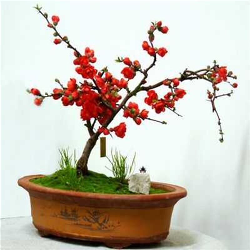 原生长寿冠海棠一物一拍花卉盆栽盆景树桩带花苞树苗四季海棠耐寒