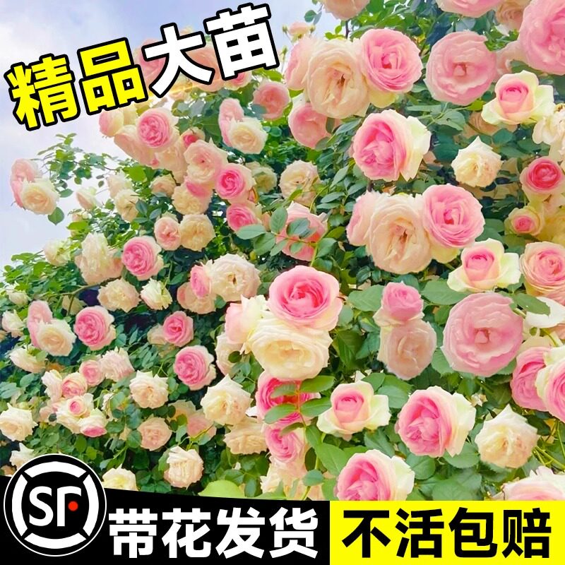 粉色龙沙宝石月季藤本大苗爬藤蔷薇庭院阳台四季浓香老桩花卉植物