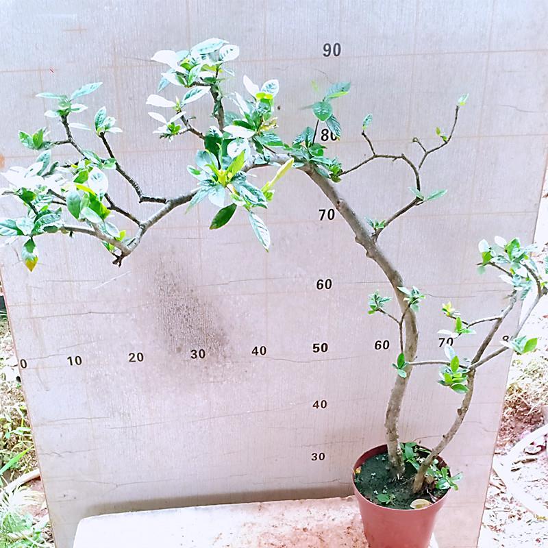 茶室造型小叶海岛栀子花老桩一物一拍下盆景大飘山桅水横枝栽树苗