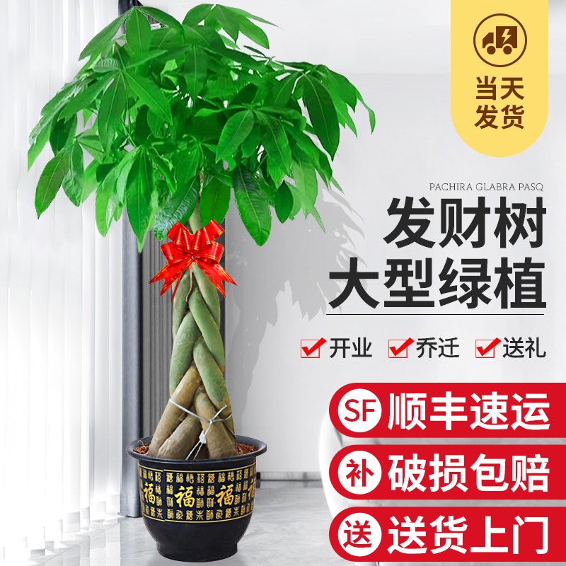 室内大型发财树盆栽 招财树绿植 适用办公室与乔迁开业的步步高升