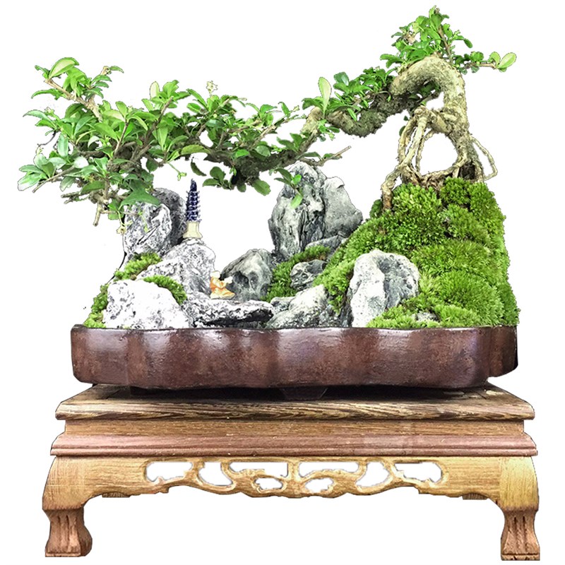 福建茶六月雪山水盆景植物客厅罗汉松盆栽室内老桩假山小绿植摆件