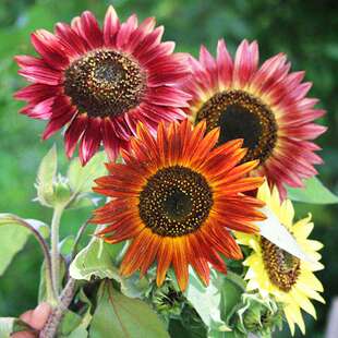 日 黑鹅 小花盆稀品彩秘墨黑宜 院皆植天有重花 色向葵神瓣