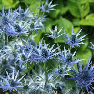 寓意“独立守护”刺芹  银蓝色不凋谢的浪漫 独特冷艳生日礼物