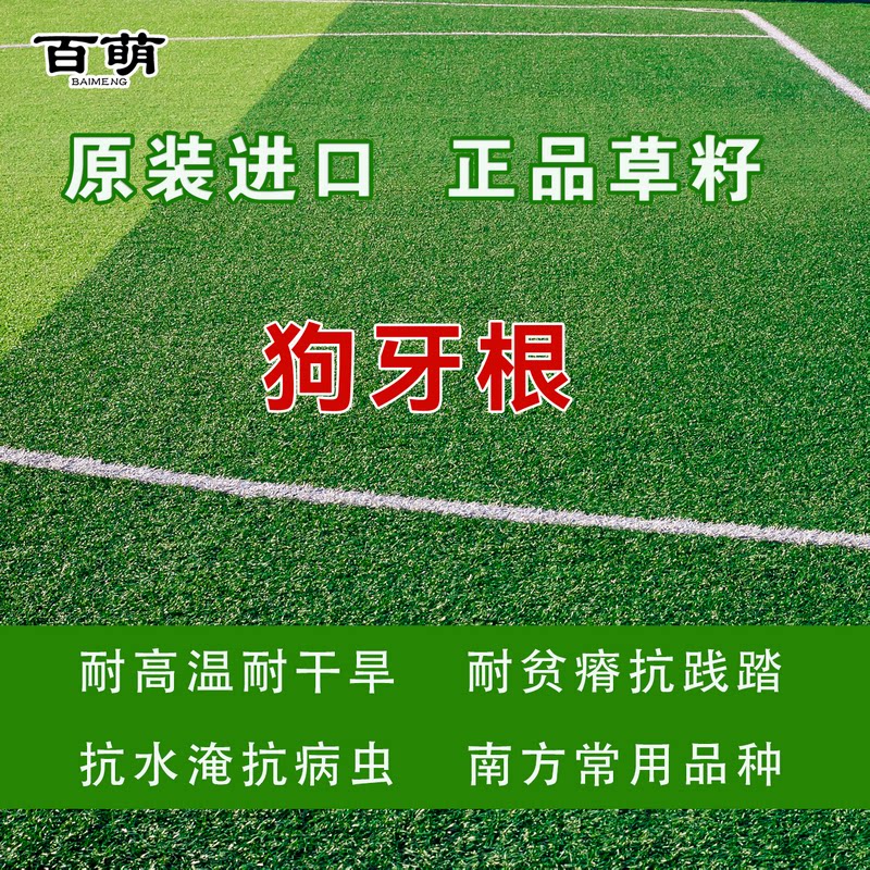 美国红橡树苗美国红橡树苗