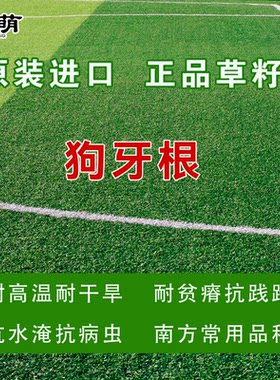 美国红橡树苗美国红橡树苗