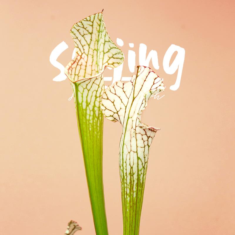 白瓶子草PLUS进阶白瓶（带白化基因）选育级别高性价比食虫植物