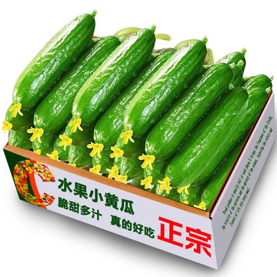 水果黄瓜10根，脆甜多汁！
