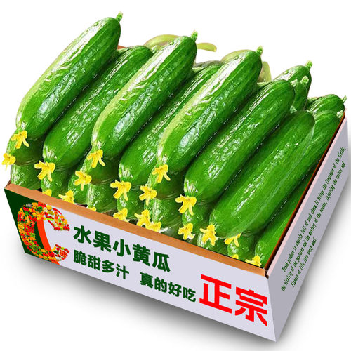 水果黄瓜10根，脆甜多汁！