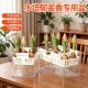 郁金香种球水培花卉定植篮室内花植物四季 种子盆栽花苗育苗盆