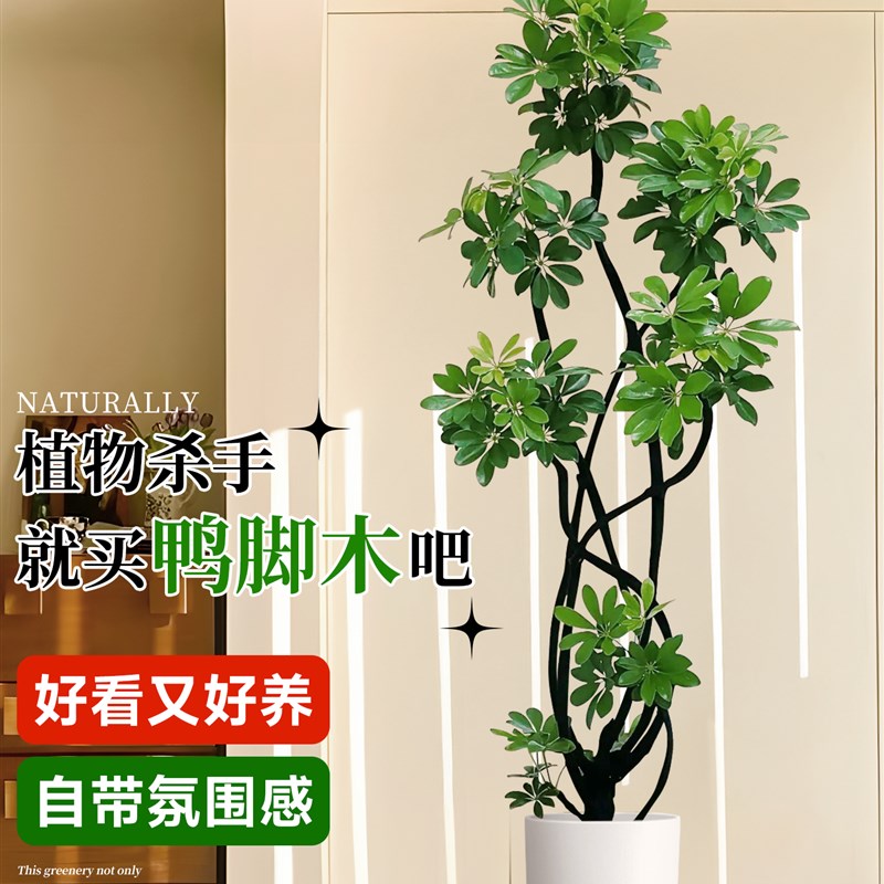 鸭脚木客厅落地式高级感大盆栽植物大绿植鹅掌柴造型款八方来财植