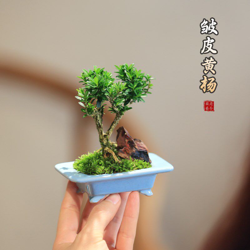 黄杨盆栽迷你小造型创意盆景茶室桌面观叶绿植好养耐旱植物办公室