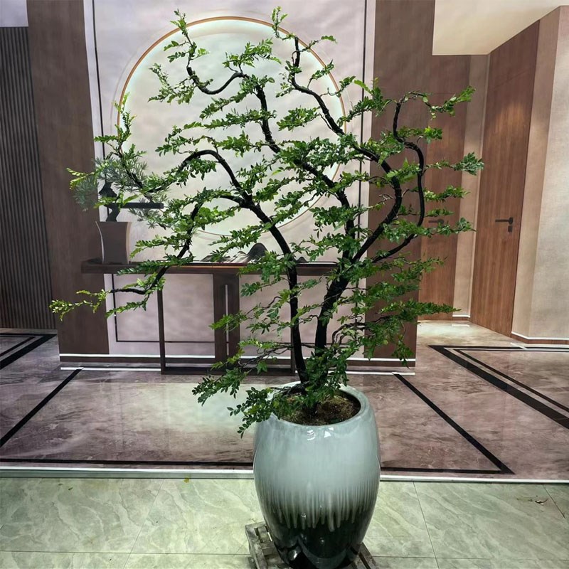 小叶紫檀盆景造型室内外绿植办公室玄关落地绿植名贵树黑骨茶好养