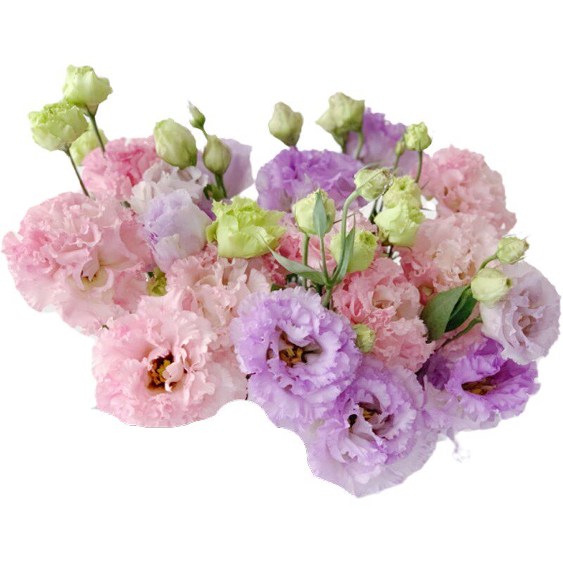 混搭紫色粉色蛋糕洋桔梗鲜花花束家用水养客厅云南速递鲜花百搭直