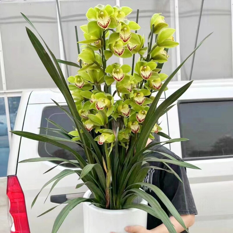 兰花大花蕙兰带花苞原盆大苗办公室内绿植庭院室内室外虎头兰惠兰
