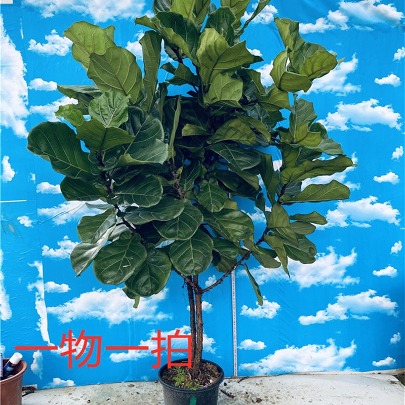 亿兆园艺琴叶榕一物一拍网红植物室内盆栽大型客厅摆放包邮