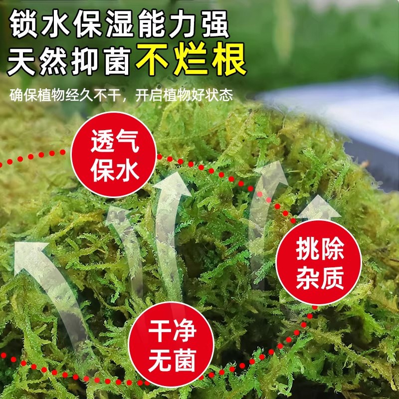 青苔干藓蝴蝶兰专用水苔苔兰花石斛种植专用土营养土植料乌龟水台