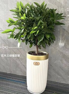 深圳直送平安树肉桂室内常绿大型植物盆栽开业乔迁吸甲醛耐旱好养