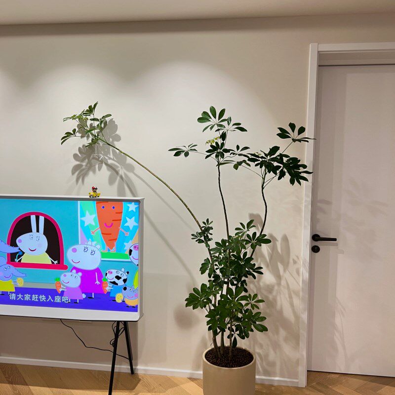 造型鸭脚木大型室内绿植盆栽鸭掌木净化空气办公室客厅四季常青