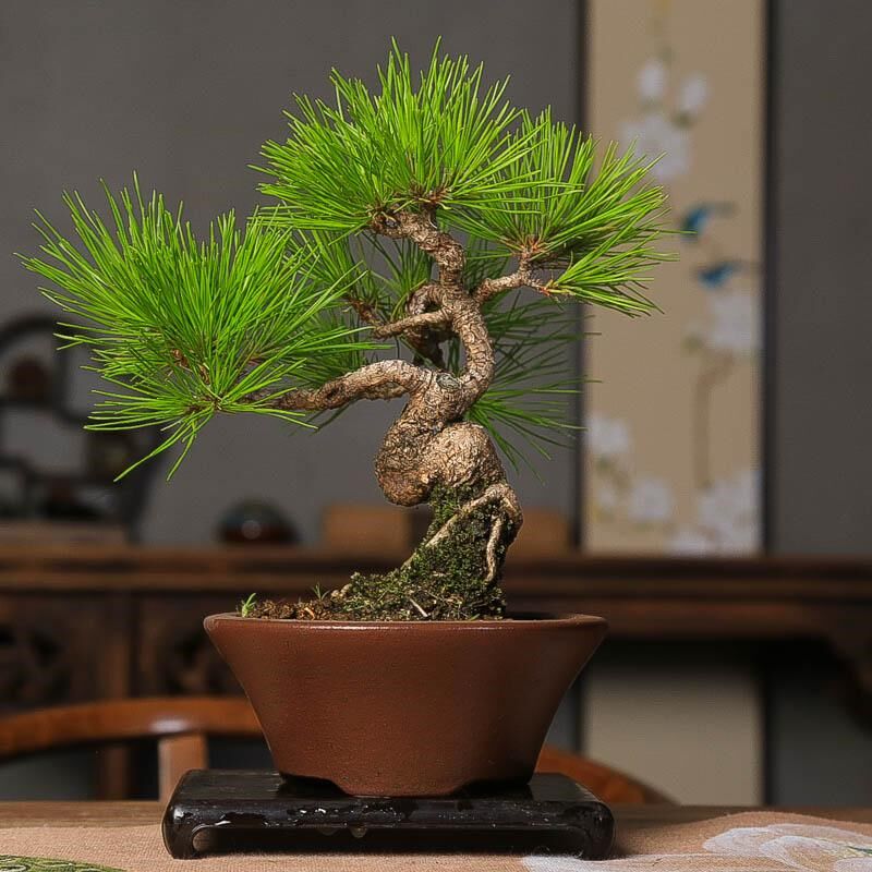 精品黄山松盆养多年根系好一物一拍中式盆景书房阳台造型松树盆景