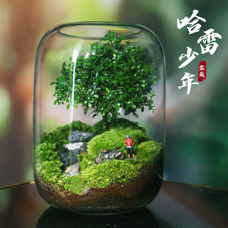 新款创意苔藓微景观办公室室内桌面迷你盆栽绿植生态瓶造景人偶模